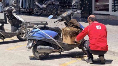 Erzincan kent merkezinde oğul veren bal arıları, bir süre havada