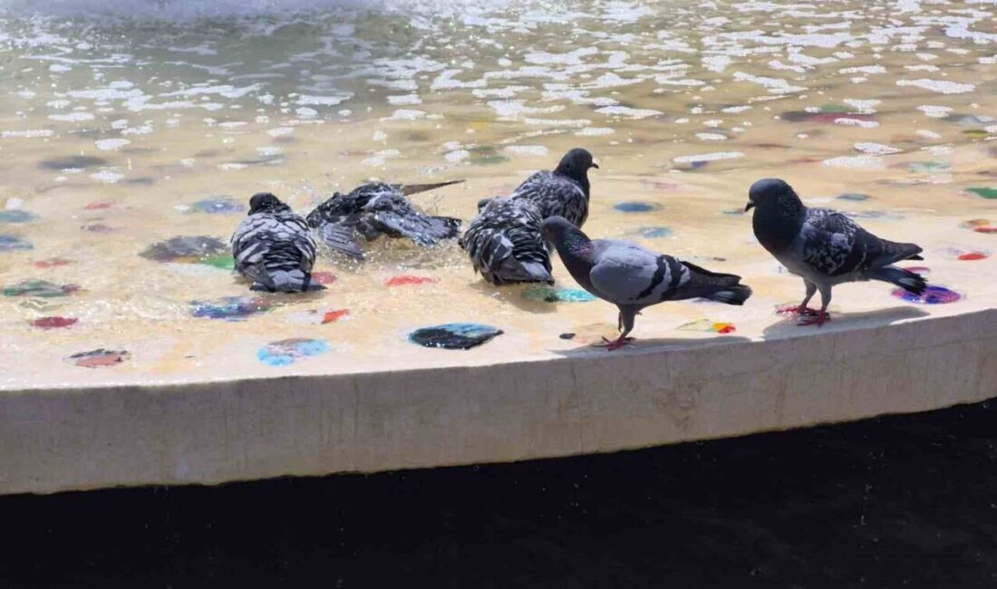 Eskişehir’de artan hava sıcaklıklarından olumsuz etkilenen güvercinlerin süs havuzuna girerek