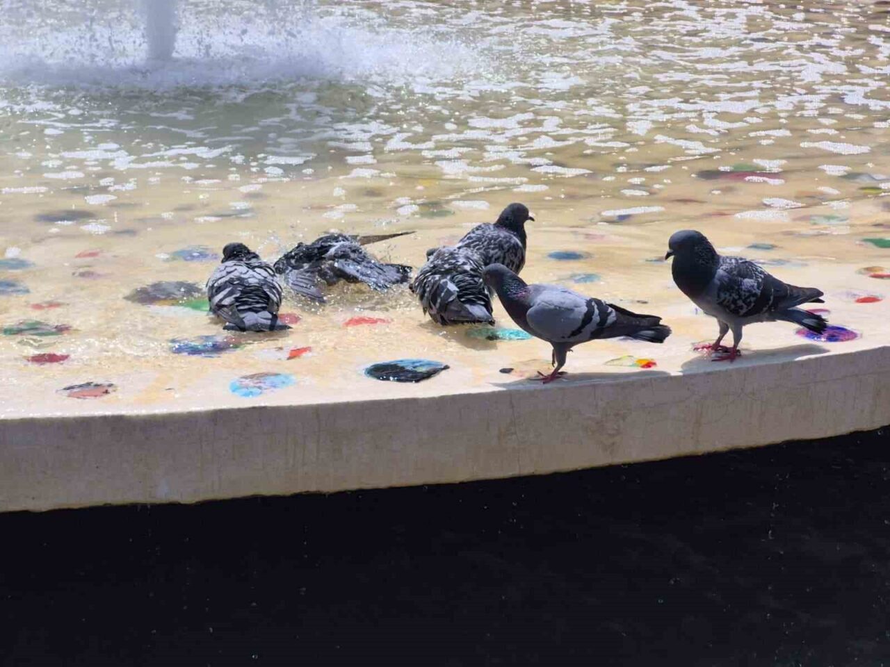 Eskişehir’de artan hava sıcaklıklarından olumsuz etkilenen güvercinlerin süs havuzuna girerek