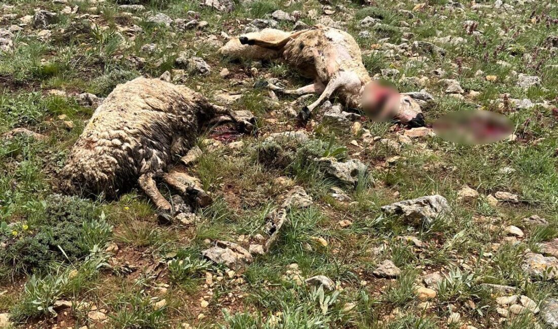 Sivas’ın Gürün ilçesinde koyun sürüsünün üzerine yıldırım düştü, 5 koyun
