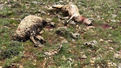 Sivas’ın Gürün ilçesinde koyun sürüsünün üzerine yıldırım düştü, 5 koyun