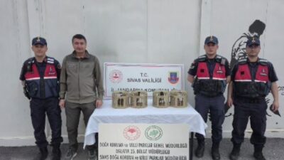 Sivas’ta bir kişi tarafından usulsüz şekilde ele geçirilen 4 kınalı