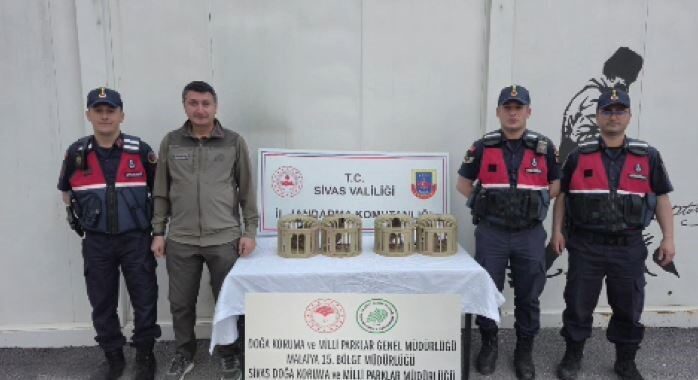 Sivas’ta bir kişi tarafından usulsüz şekilde ele geçirilen 4 kınalı