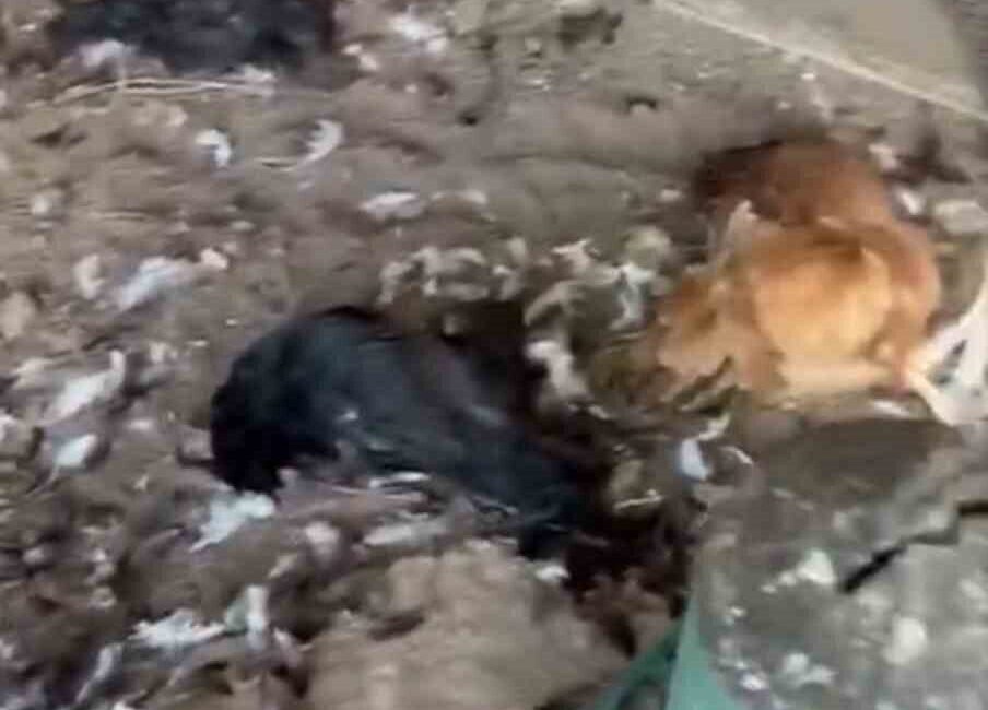 Bursa’nın Mudanya ilçesinde sokak köpeklerinin saldırdığı kümeste yaklaşık 30 tavuk