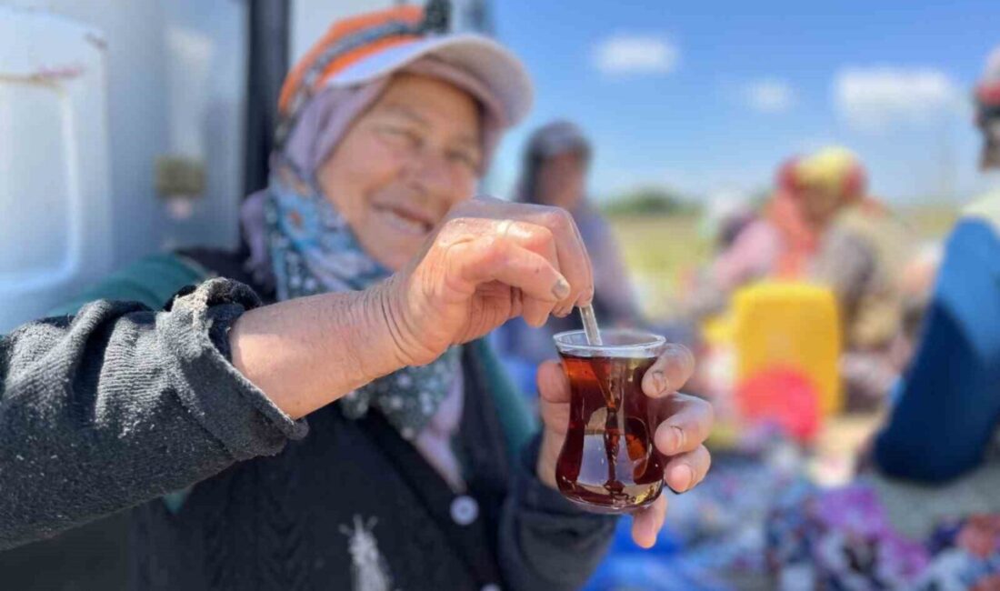 Bursa’nın önemli tarımsal üretim merkezlerinden Karacabey’de gün boyu güneşin altında