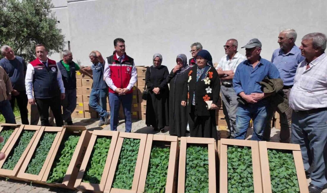 Tekirdağ’da 407 üreticiye toplam 256 bin adet yazlık sebze fidesi