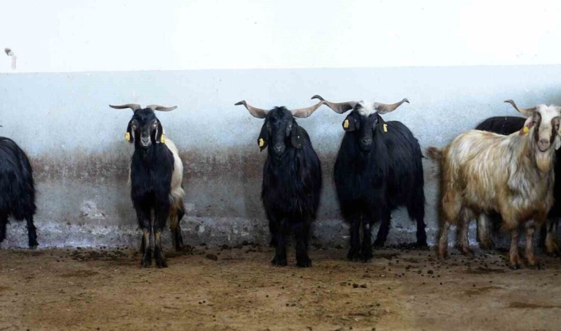 Kurban Bayramı süresince Tekirdağ’ın Çerkezköy, Çorlu ve Şarköy ilçe mezbahaları