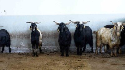 Kurban Bayramı süresince Tekirdağ’ın Çerkezköy, Çorlu ve Şarköy ilçe mezbahaları