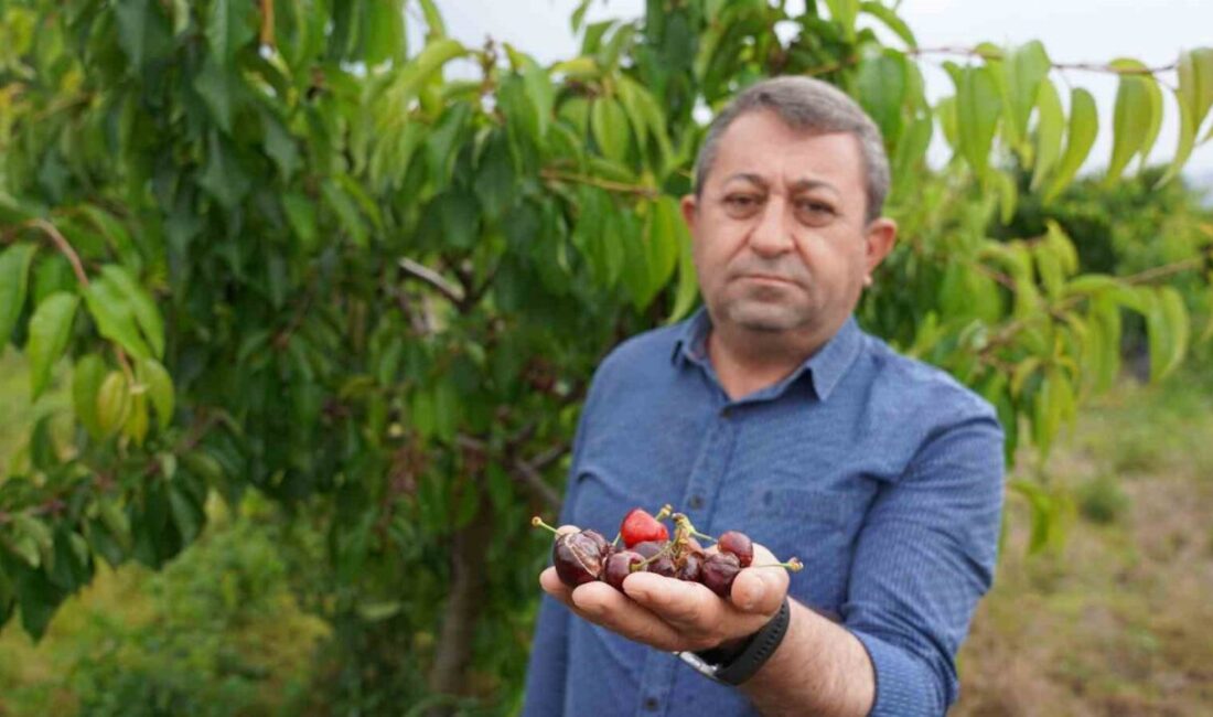Tokat’ta son günlerde etkili olan yağışlar tarım arazilerinde büyük zarara