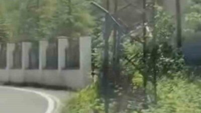 Trabzon’da çengel boynuzlu dağ keçisi yavrusu ilk kez bir karayolunda