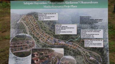 Trabzon’daki sahipsiz sokak hayvanları için Maçka’nın Kaynarca ve Akçaabat’ın Akçakale