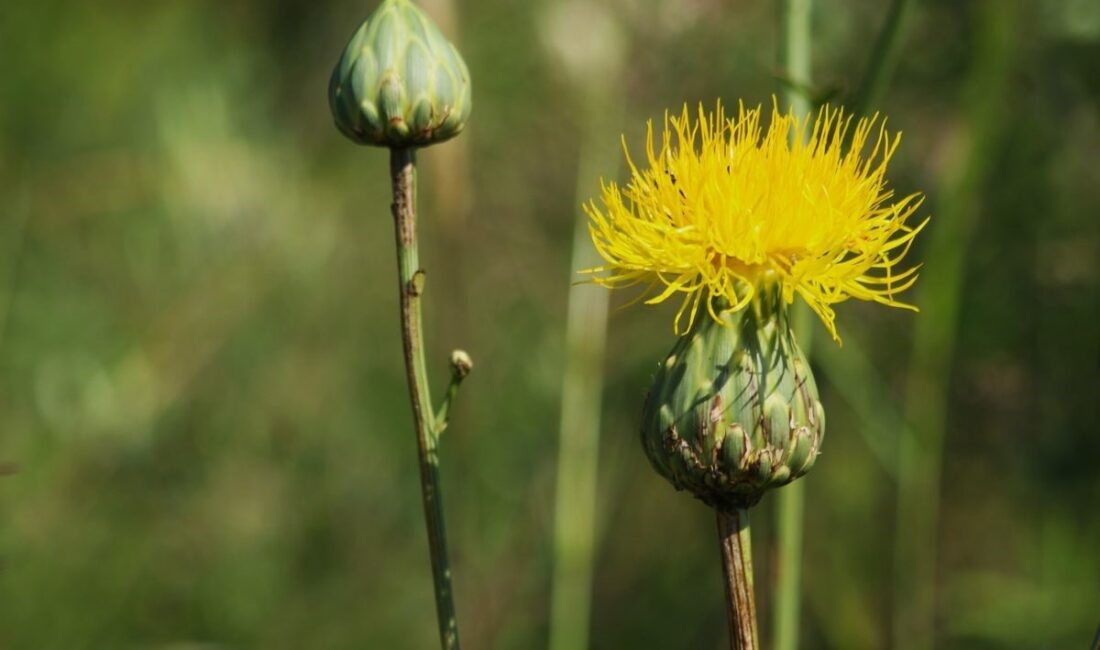 Bilimsel adı Rhaponticoides Mykalea olan Aydın’ın Kuşadası ilçesinin sembolik ve
