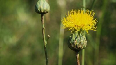 Bilimsel adı Rhaponticoides Mykalea olan Aydın’ın Kuşadası ilçesinin sembolik ve