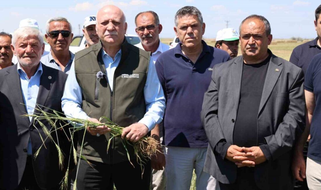 Aksaray’ın Sultanhanı ilçesinde dolu yağışından zarar gören tarım arazilerinde incelemelerde