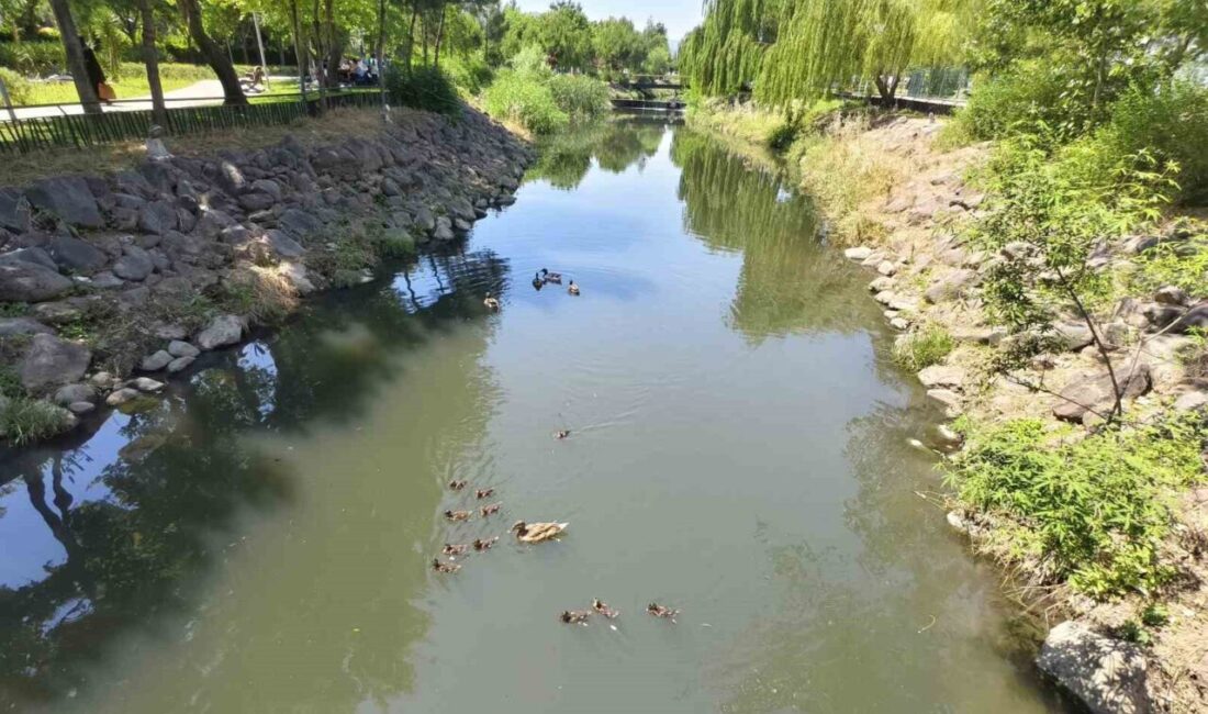 Manisa’da Kent Park içerisindeki yapay derede yüzmeye başlayan yavru ördekler,