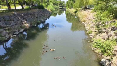 Manisa’da Kent Park içerisindeki yapay derede yüzmeye başlayan yavru ördekler,