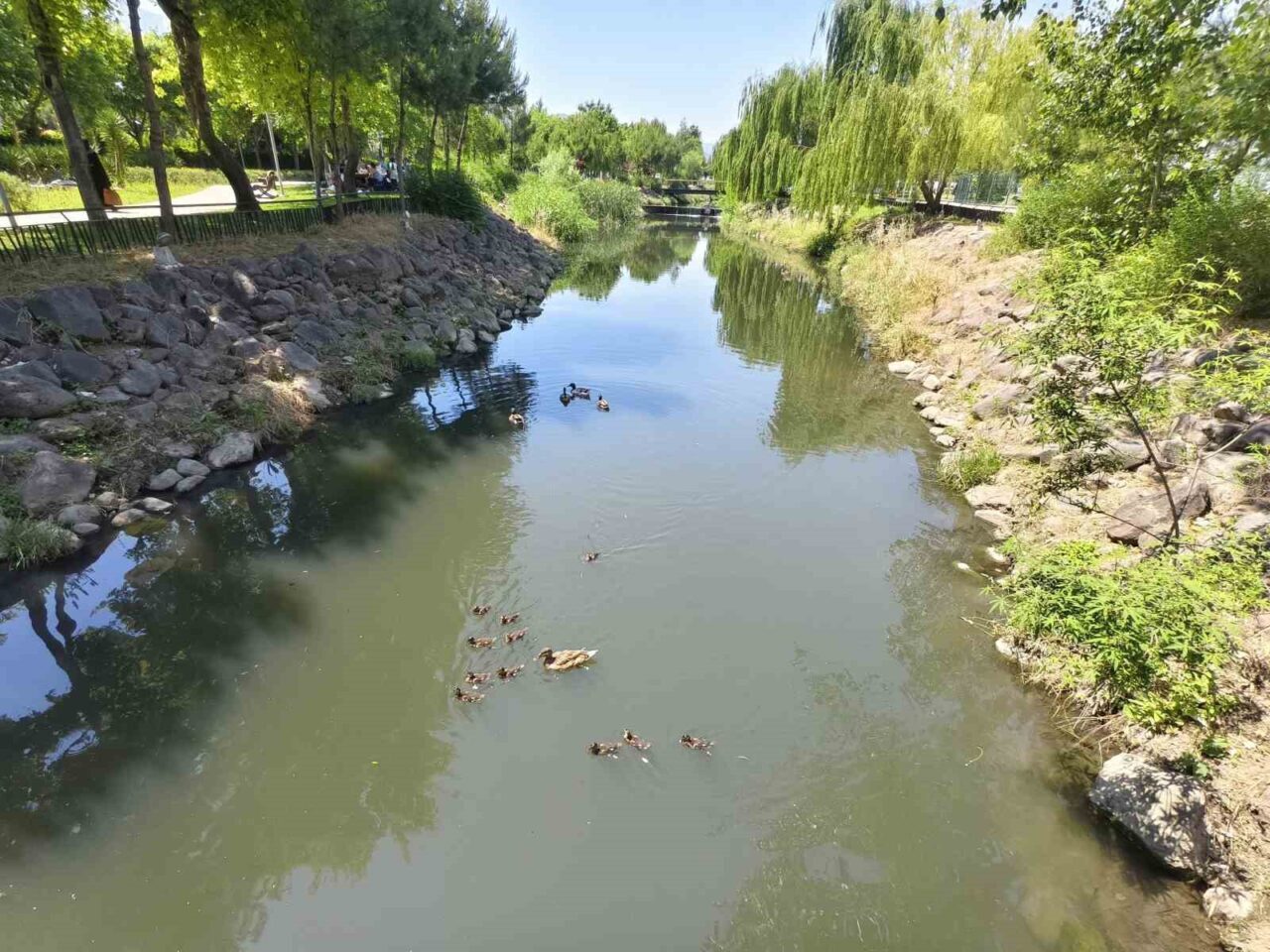 Manisa’da Kent Park içerisindeki yapay derede yüzmeye başlayan yavru ördekler,