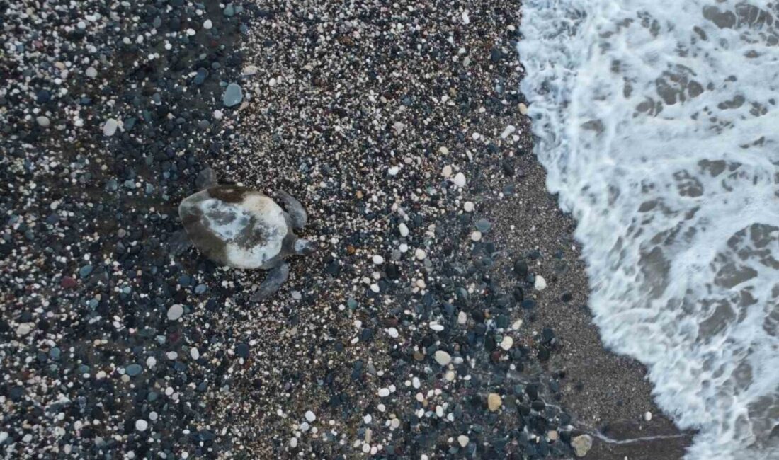 Dünya’da nesli tehlike altında olduğu için koruma altında bulunan ’caretta