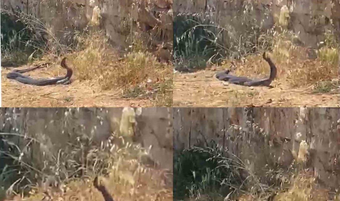 Mersin’in Erdemli ilçesinde uzunlukları 2 metreyi aşan yılanların dans edercesine