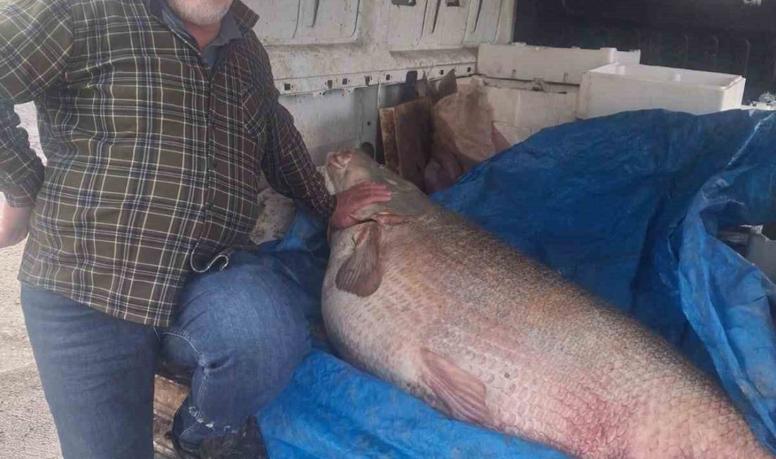Diyarbakır’ın Çermik ilçesinde av yasağının bittiği gün 130 kilo ağırlığında