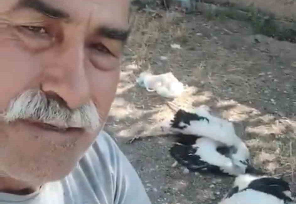 Çankırı’da evinin bahçesindeki ağaca yuva yapan leylekleri telef olmuş halde