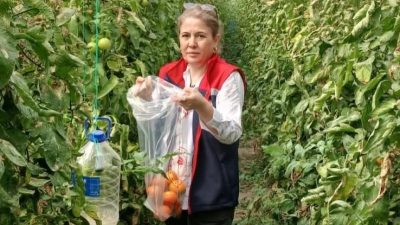 Aydın’ın Söke ilçesinde domates tarlaları ve seralarında hasat öncesi pestisit