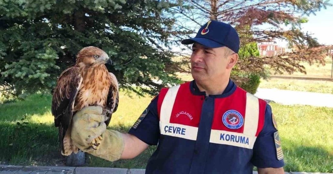 Yozgat’ın Yenifakılı ilçesinde yaralı halde bulunan şahin koruma altına alındı.